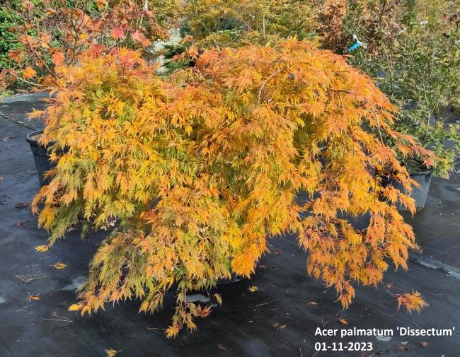 Acer palmatum 'Dissectum' ( = A. p. var. dissectum viride)