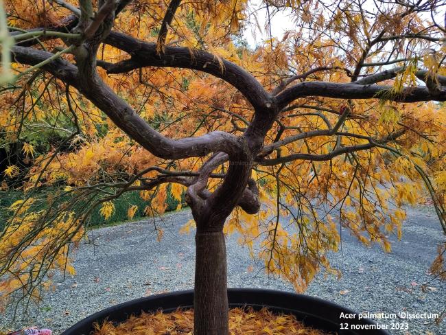 Acer palmatum 'Dissectum' ( = A. p. var. dissectum viride)