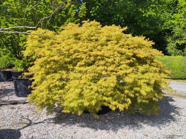 Acer palmatum 'Dissectum' ( = A. p. var. dissectum viride)