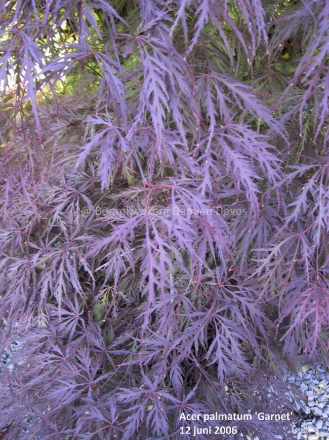 Acer palmatum 'Garnet'