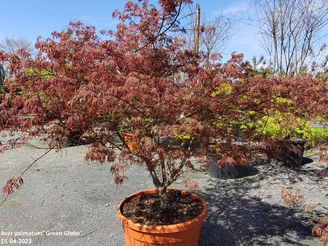 Acer palmatum 'Green Globe'