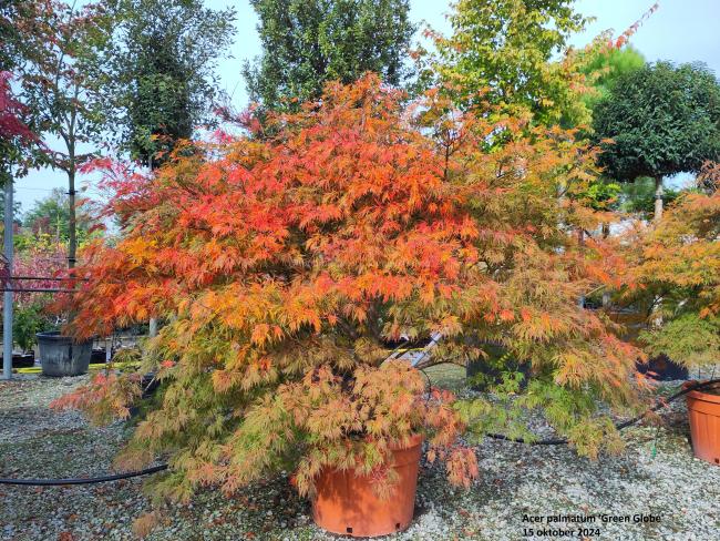 Acer palmatum 'Green Globe'