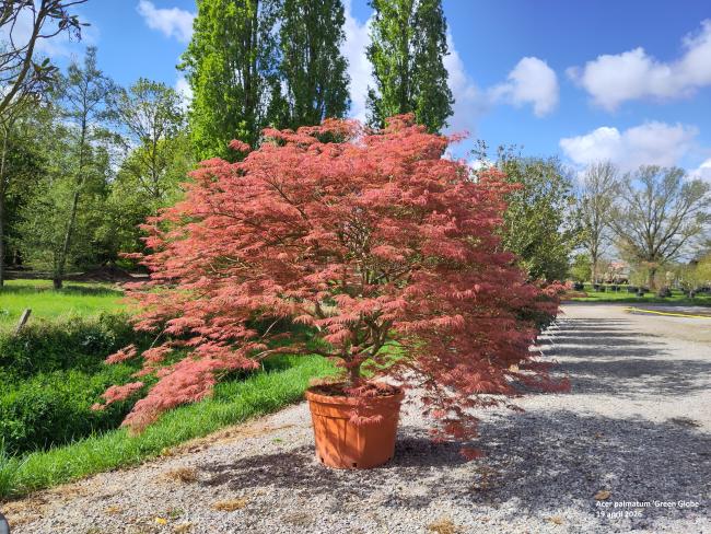 Acer palmatum 'Green Globe'