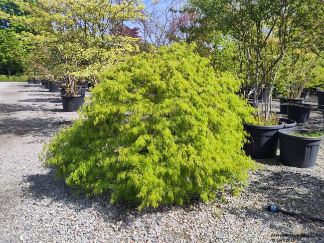 Acer palmatum 'Green Lace' (dissectum group)
