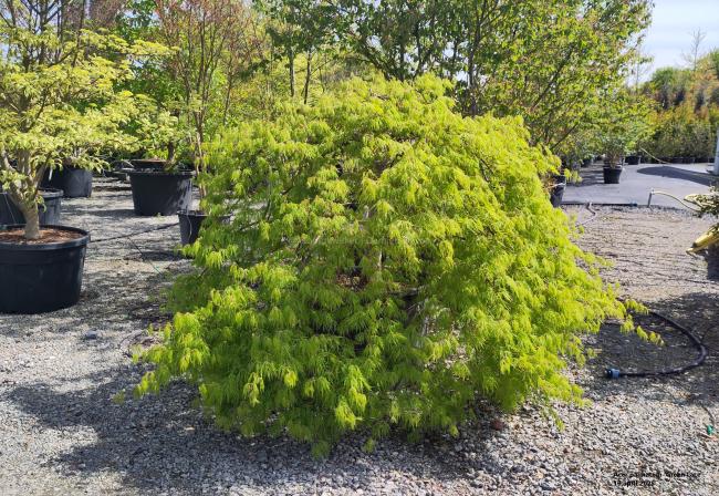 Acer palmatum 'Green Lace' (dissectum group)