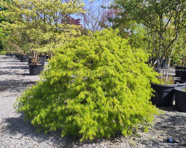 Acer palmatum 'Green Lace' (dissectum group)