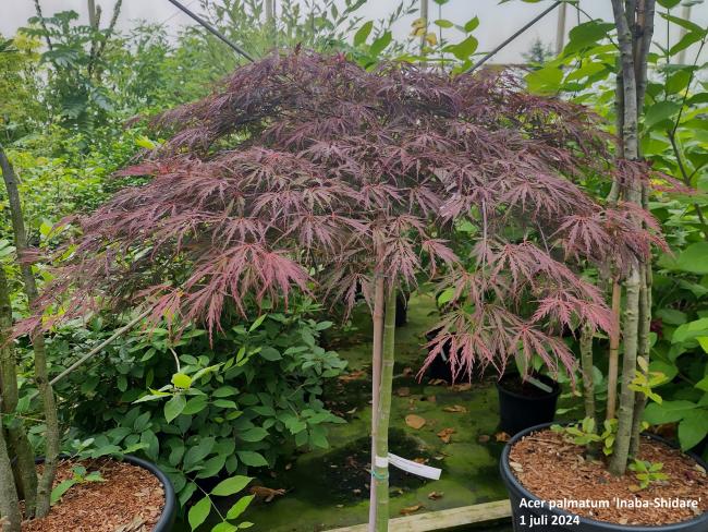 Acer palmatum 'Inaba-Shidare'
