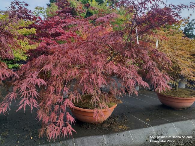 Acer palmatum 'Inaba-Shidare'