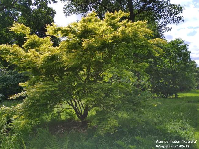 Acer palmatum 'Katsura'