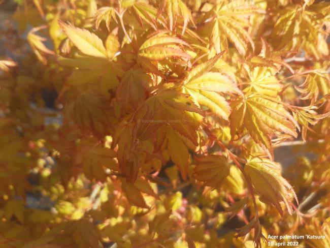 Acer palmatum 'Katsura'