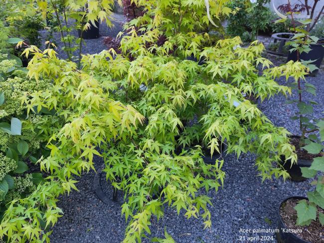 Acer palmatum 'Katsura'