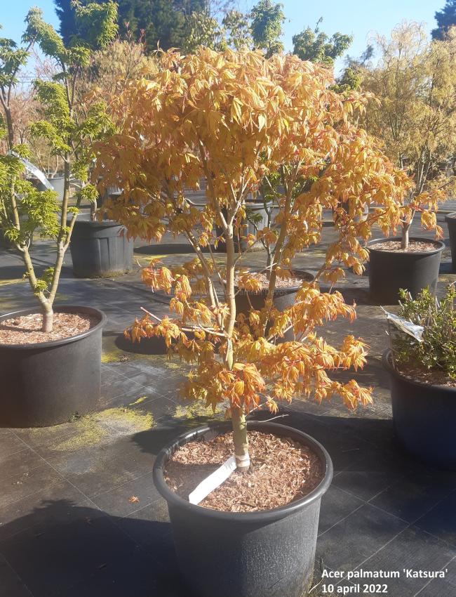 Acer palmatum 'Katsura'