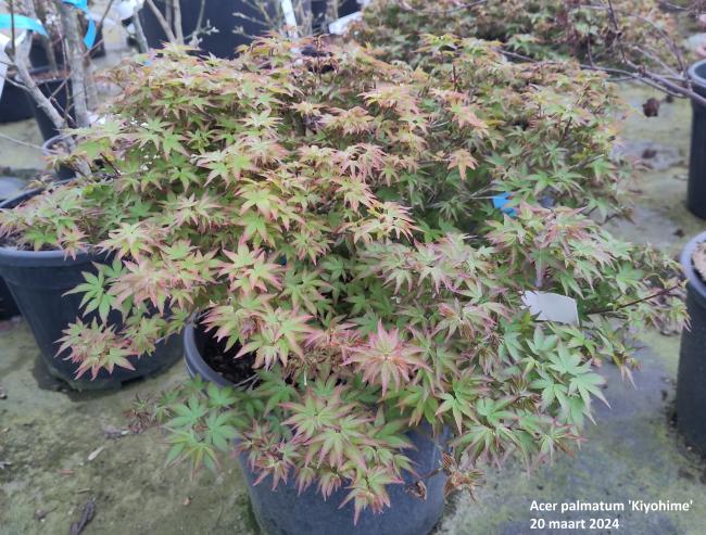 Acer palmatum 'Kiyohime'