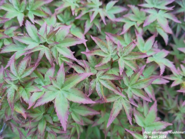 Acer palmatum 'Kiyohime'