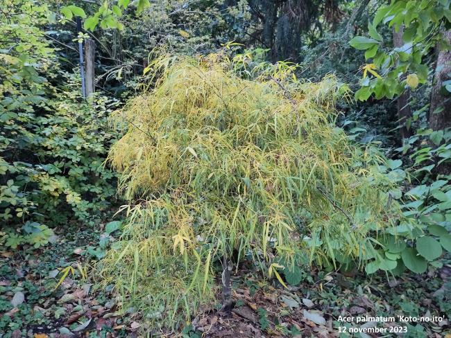 Acer palmatum 'Koto-no-ito'