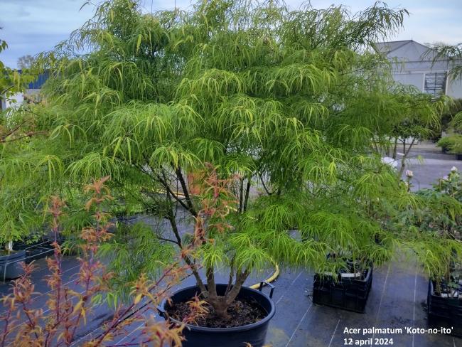 Acer palmatum 'Koto-no-ito'