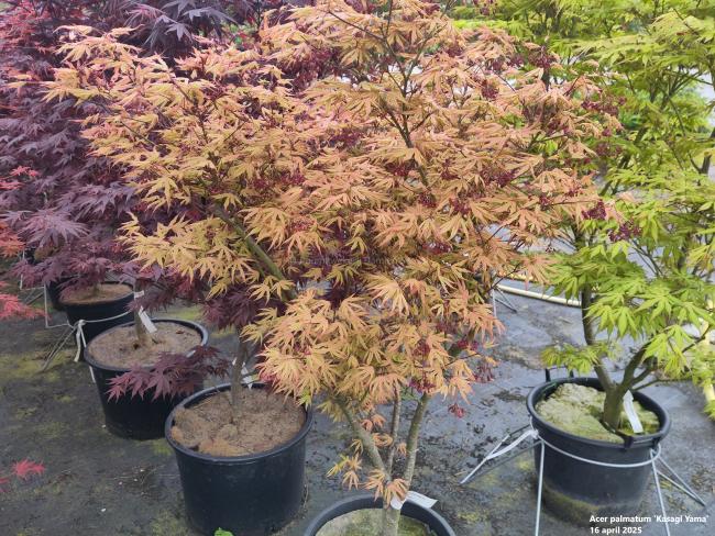 Acer palmatum 'Kasagi Yama'