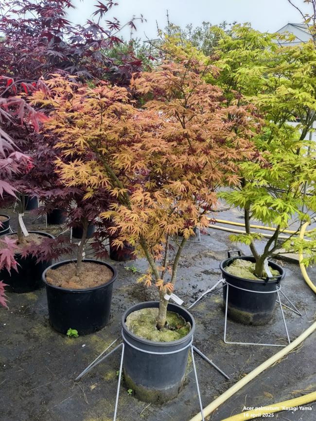 Acer palmatum 'Kasagi Yama'