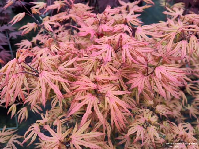 Acer palmatum 'Kasagi Yama'