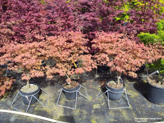 Acer palmatum 'Kasagi Yama'