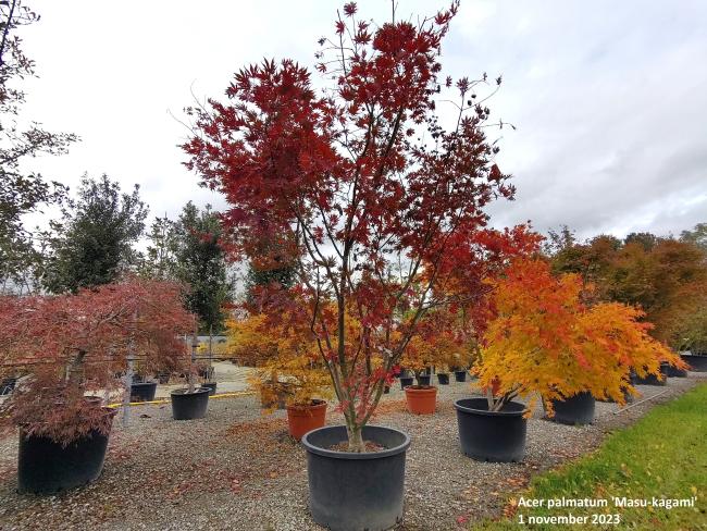 Acer palmatum 'Masu-kagami'