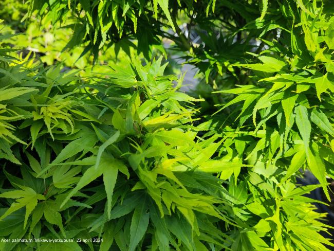 Acer palmatum 'Mikawa-yatsubusa'