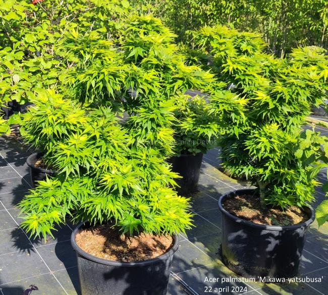 Acer palmatum 'Mikawa-yatsubusa'