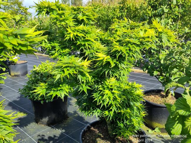 Acer palmatum 'Mikawa-yatsubusa'