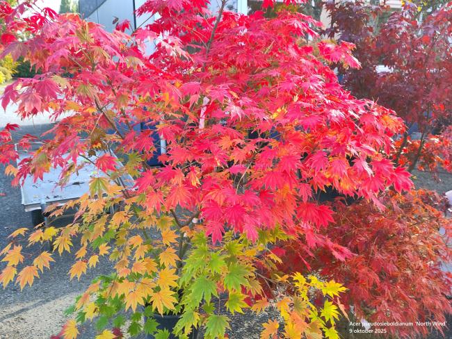 Acer pseudosieboldianum 'North Wind' ®