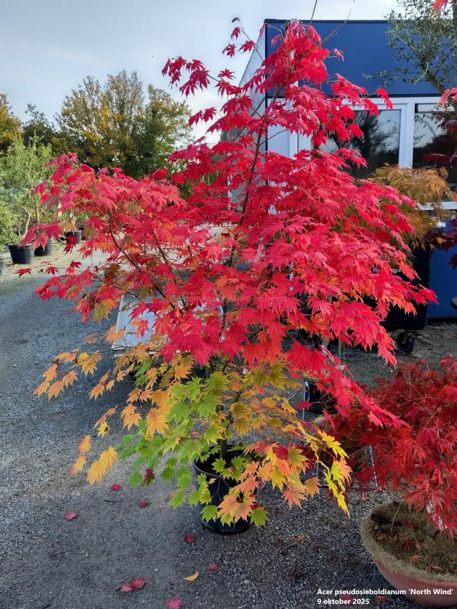 Acer pseudosieboldianum 'North Wind' ®