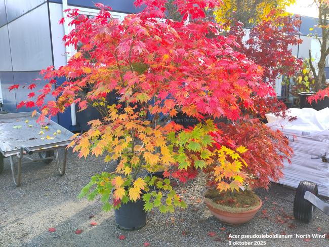 Acer pseudosieboldianum 'North Wind' ®
