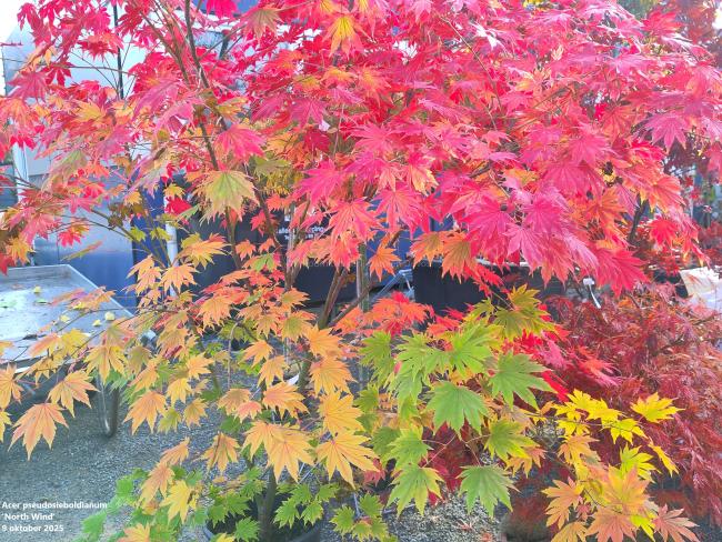 Acer pseudosieboldianum 'North Wind' ®