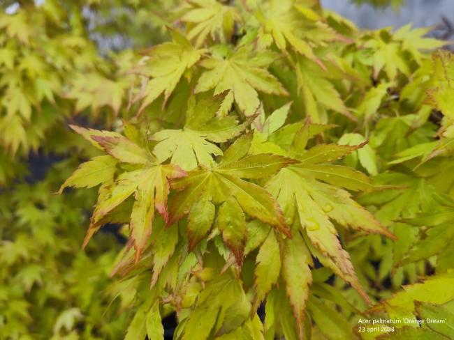 Acer palmatum 'Orange Dream'