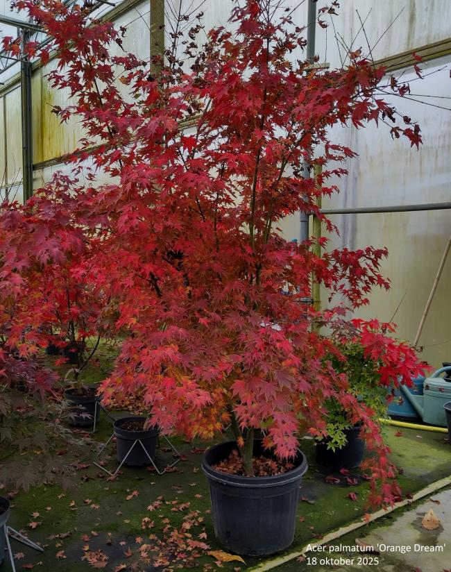 Acer palmatum 'Orange Dream'