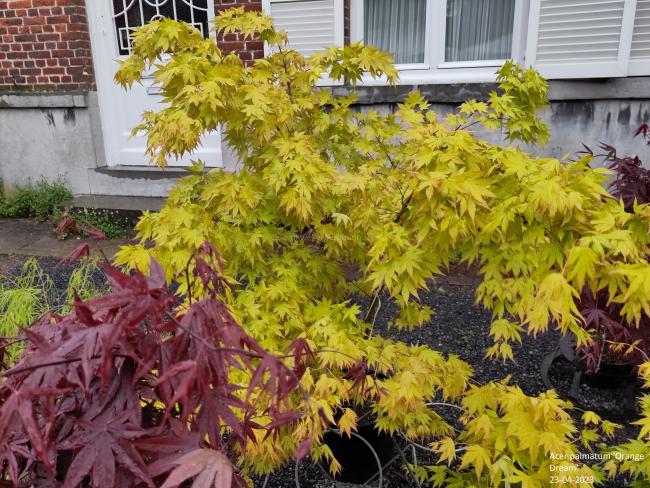 Acer palmatum 'Orange Dream'