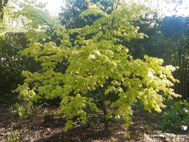 Acer palmatum 'Orange Dream'