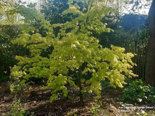 Acer palmatum 'Orange Dream'