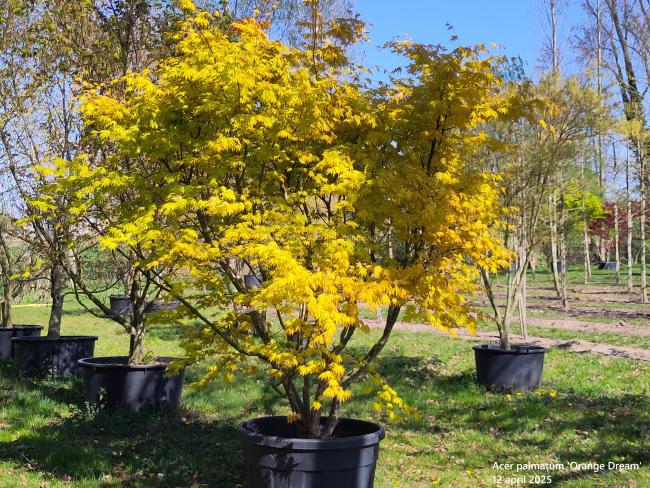 Acer palmatum 'Orange Dream'