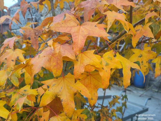 Acer palmatum 'Orange Dream'