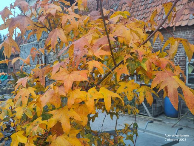 Acer palmatum 'Orange Dream'