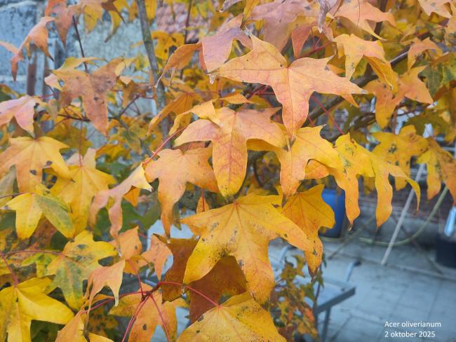 Acer palmatum 'Orange Dream'