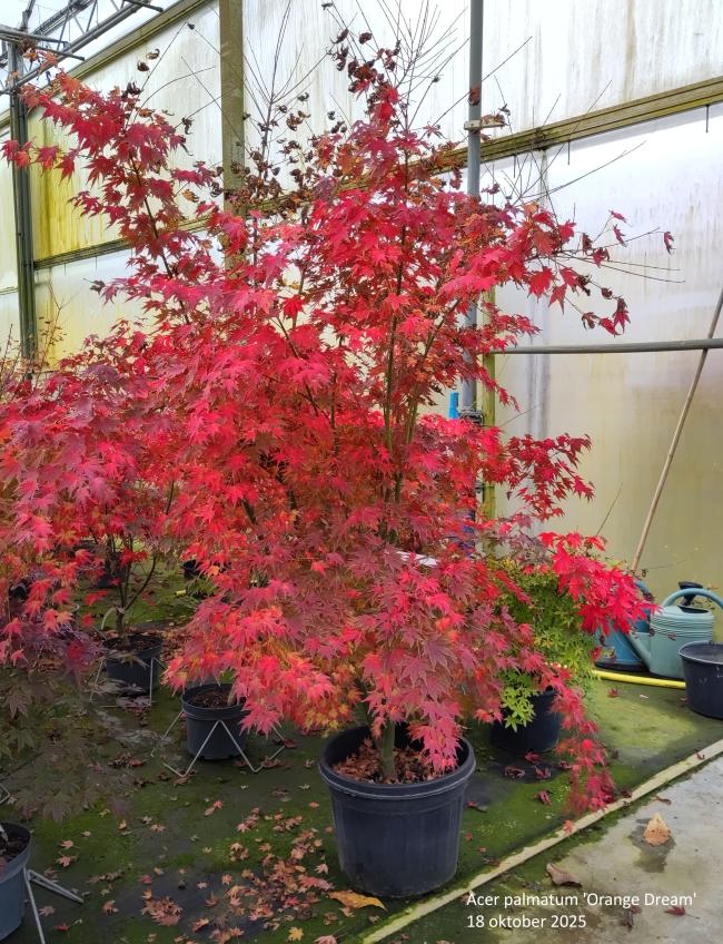 Acer palmatum 'Orange Dream'
