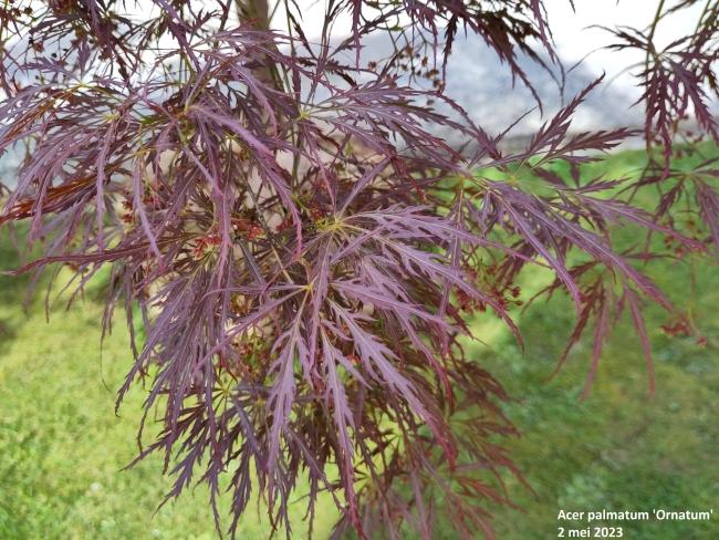 Acer palmatum 'Ornatum'
