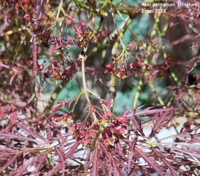 Acer palmatum 'Ornatum'