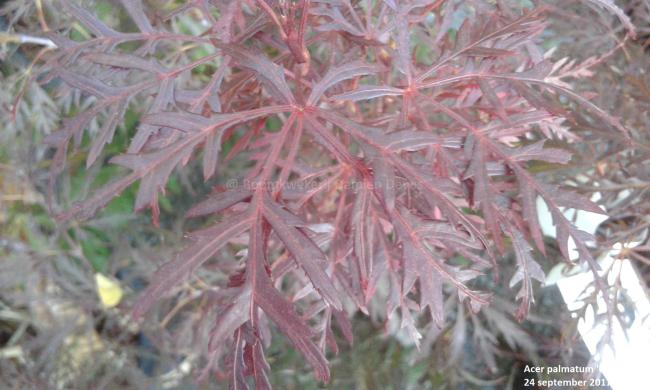 Acer palmatum 'Ornatum'
