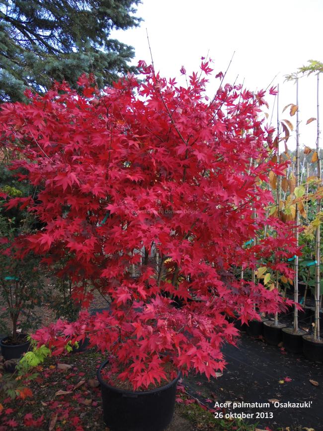 Acer palmatum 'Osakazuki'