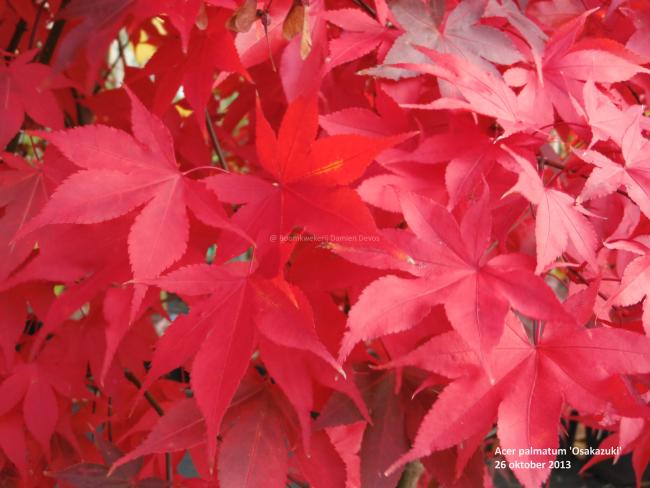 Acer palmatum 'Osakazuki'