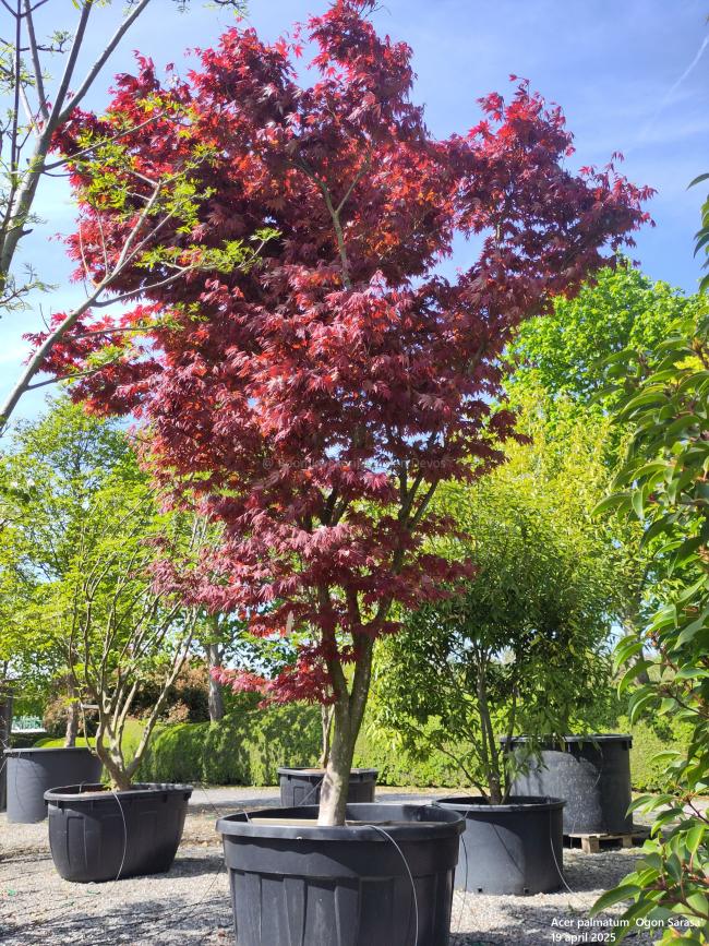 Acer palmatum 'Ogon sarasa'