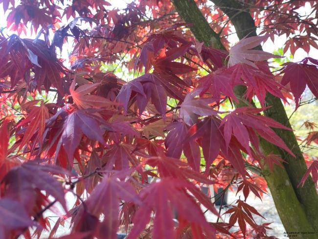 Acer palmatum 'Ogon sarasa'