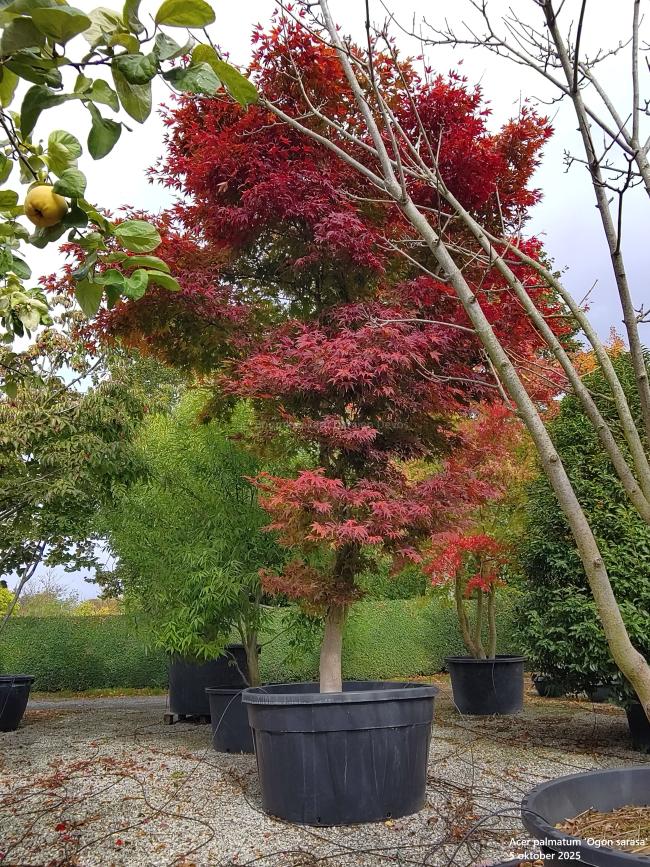 Acer palmatum 'Ogon sarasa'